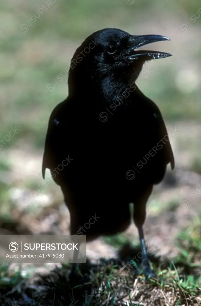 American Crow (Corvus brachyrhynchos) Everglades, FL
