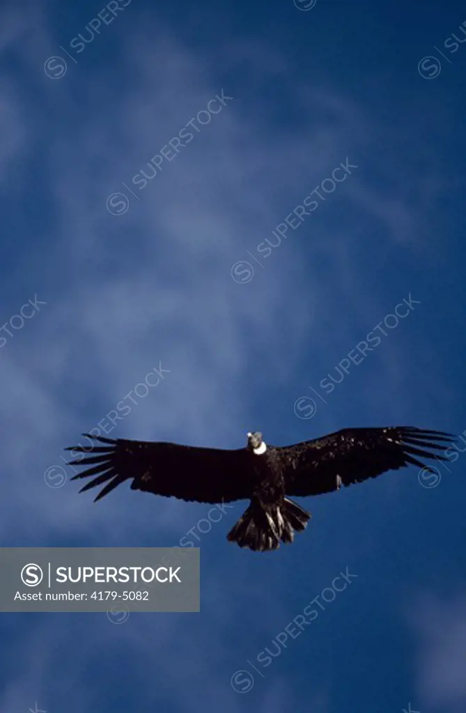 Andean Condor Flying Andes of Patagonia Argentina
