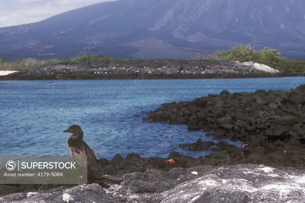 Flightless Cormorant (Nannopterum harrisi) Galapagos Is. Ecuador