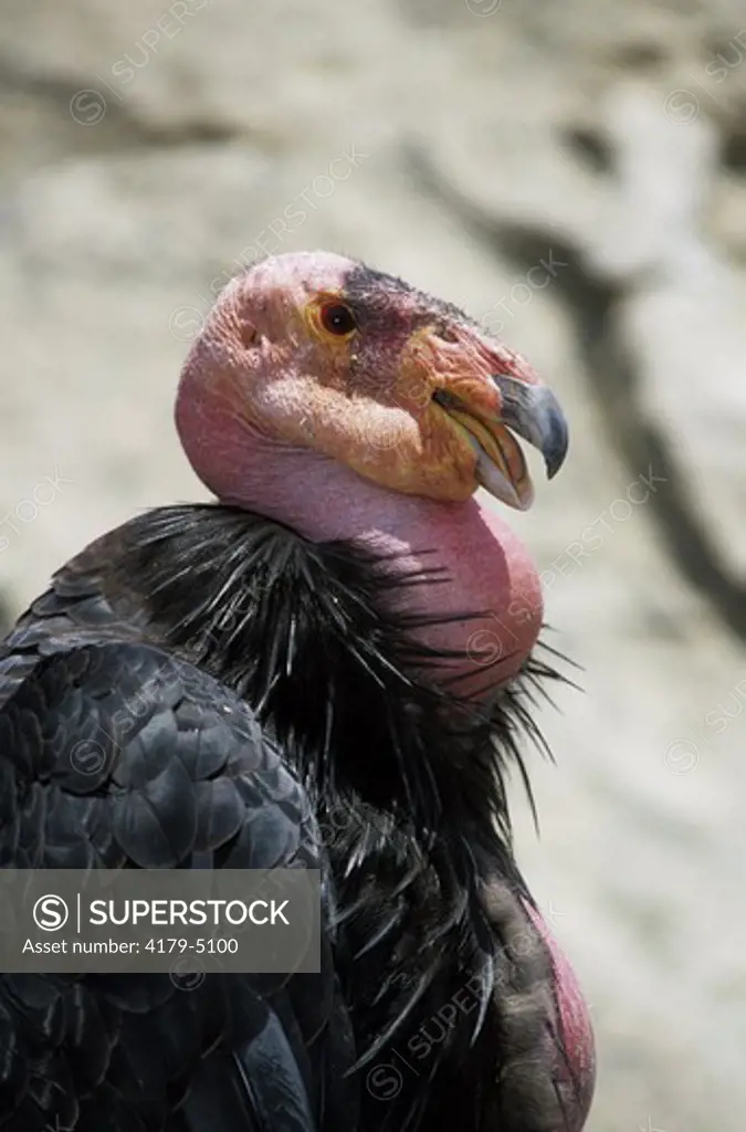 California Condor, adult, CA