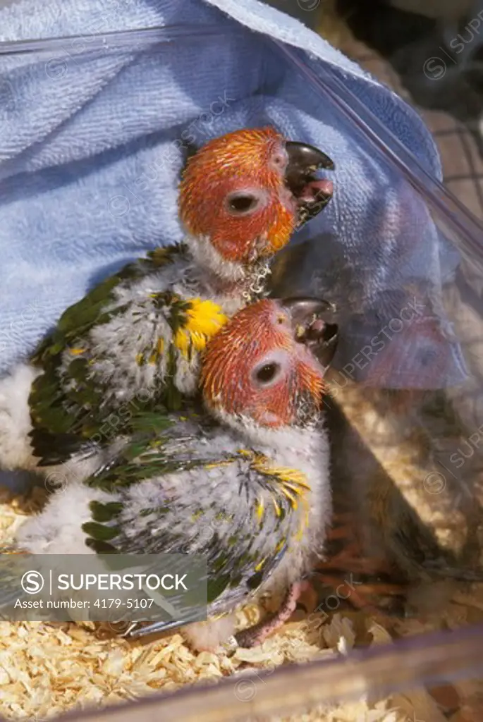 Sun Conures, hand raised Chicks for sale at parrot show (Aratinga solstitialis)