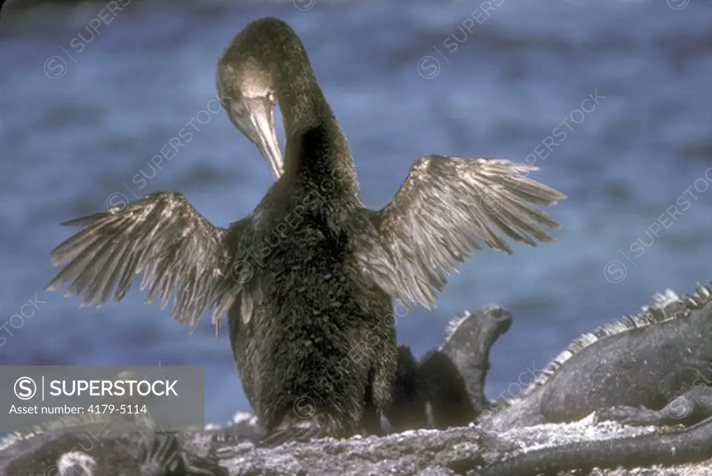 Flightless Cormorant (Nannopterum harrisi) preening - Santa Espinosa - Galapagos