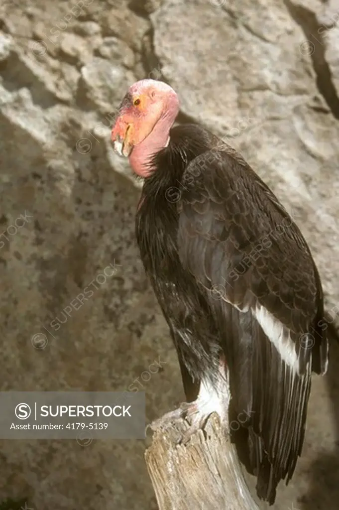 California Condor (Gymnogryps californianus) California