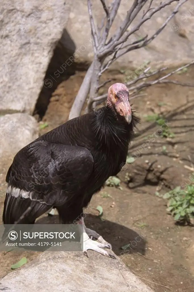 California Condor (Gymnogyps californianus), CA