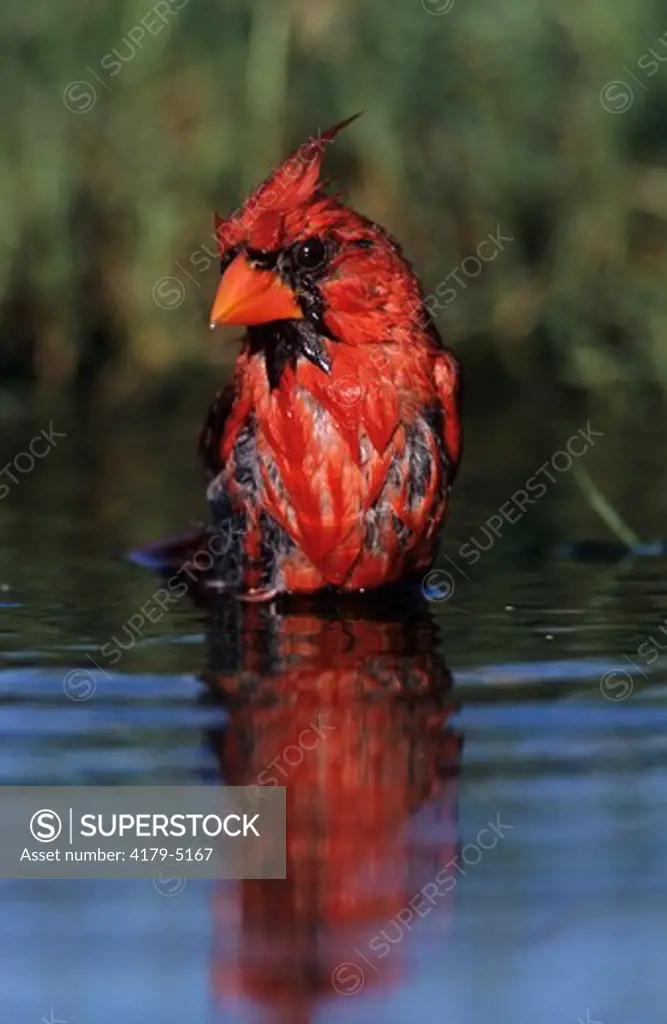 Northern Cardinal (Cardinalis cardinalis) Male bathing, Willacy County, Rio Grande Valley, Texas, USA, March 2004