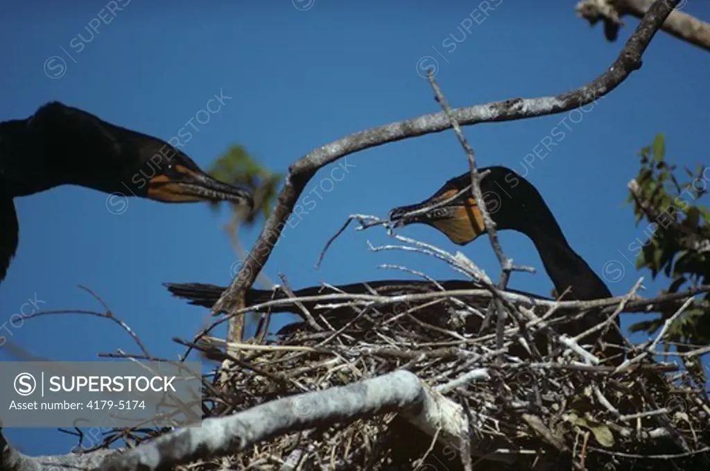 Double-crested Cormorant (Phalacrocorax auritus), building nest, Crystal R., FL
