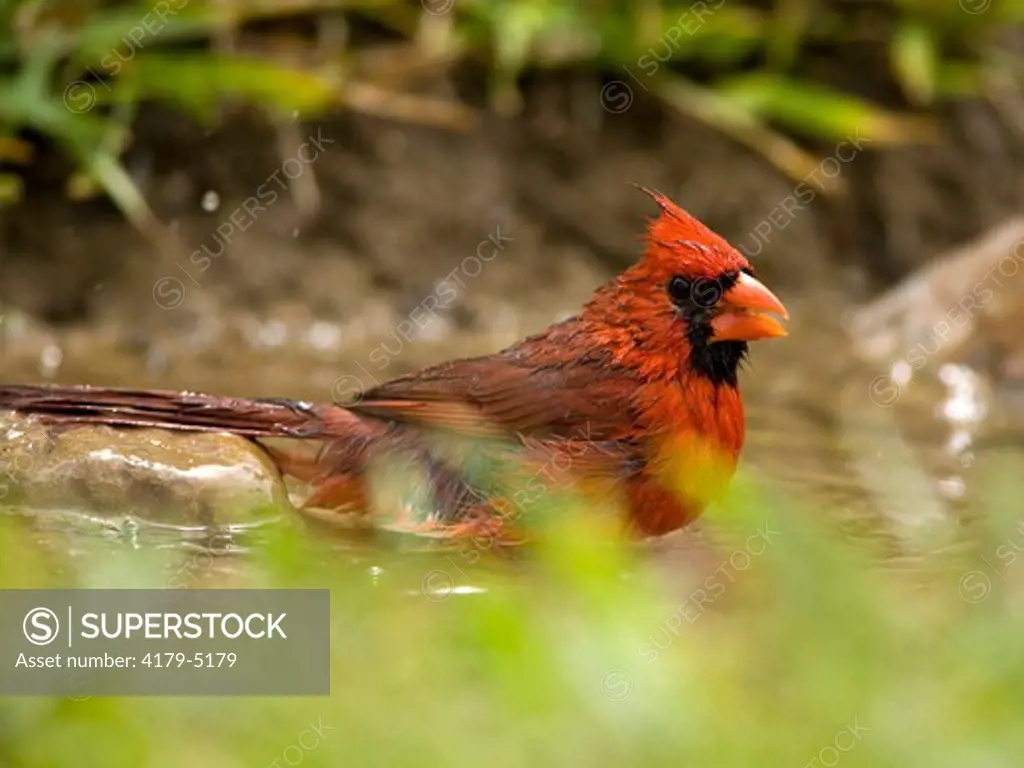 Northern Cardinal (Cardinalis cardinalis) Coastal Bend, Texas