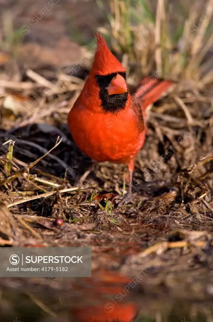 Male Northern Cardinal at Edge of Pond (Cardinalis cardinalis) Coastal Texas