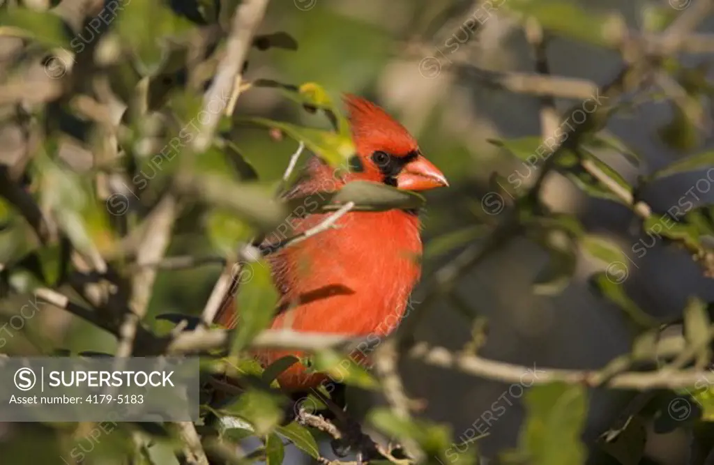 Male Northern Cardinal in Oak Tree (Cardinalis cardinalis) Coastal Texas