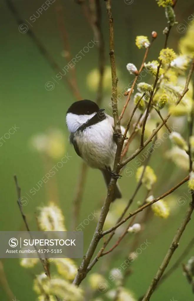 Black-capped Chickadee (Poecile atricapillus) w/ pussy willow