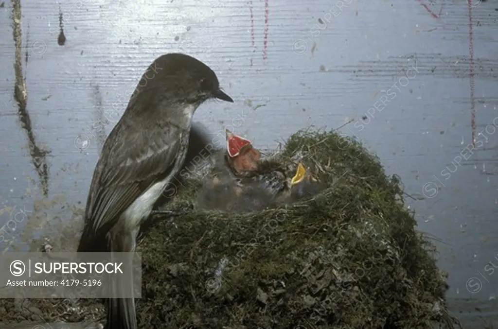 Brown-headed Cowbird nestling in nest off Eastern Phoebe (Molothrus ater) pink gape, eyes open