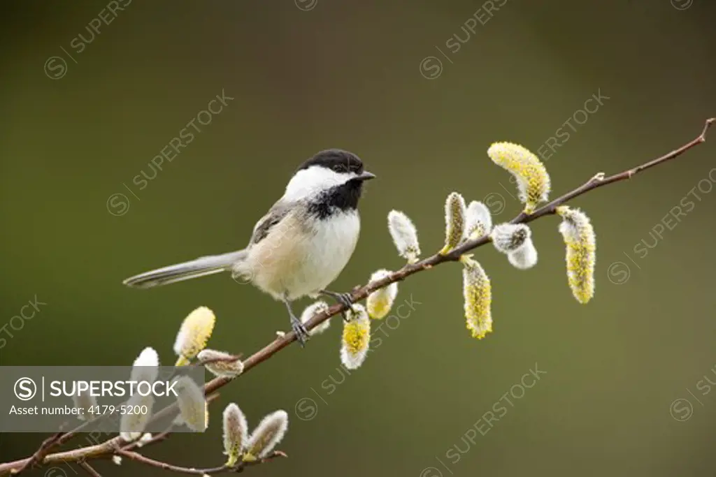 Black-capped Chickadee (Poecile atricapilla) perched with pussy willow catkins, Freeville, NY