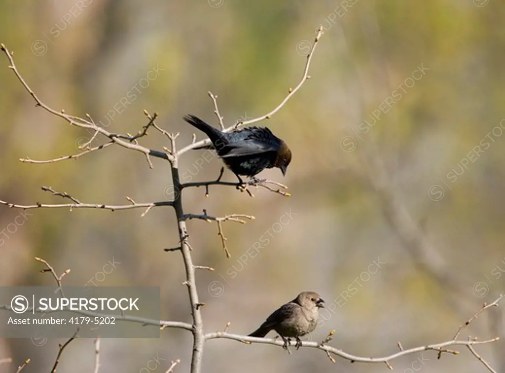 Brown-headed Cowbird (Molothrus ater) male (upper) displaying to female (lower), Ithaca NY