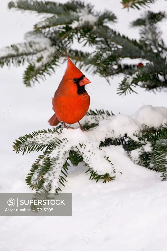 Northern Cardinal (Cardinalis cardinalis) male perched low in snow-covered conifer, Freeville NY.