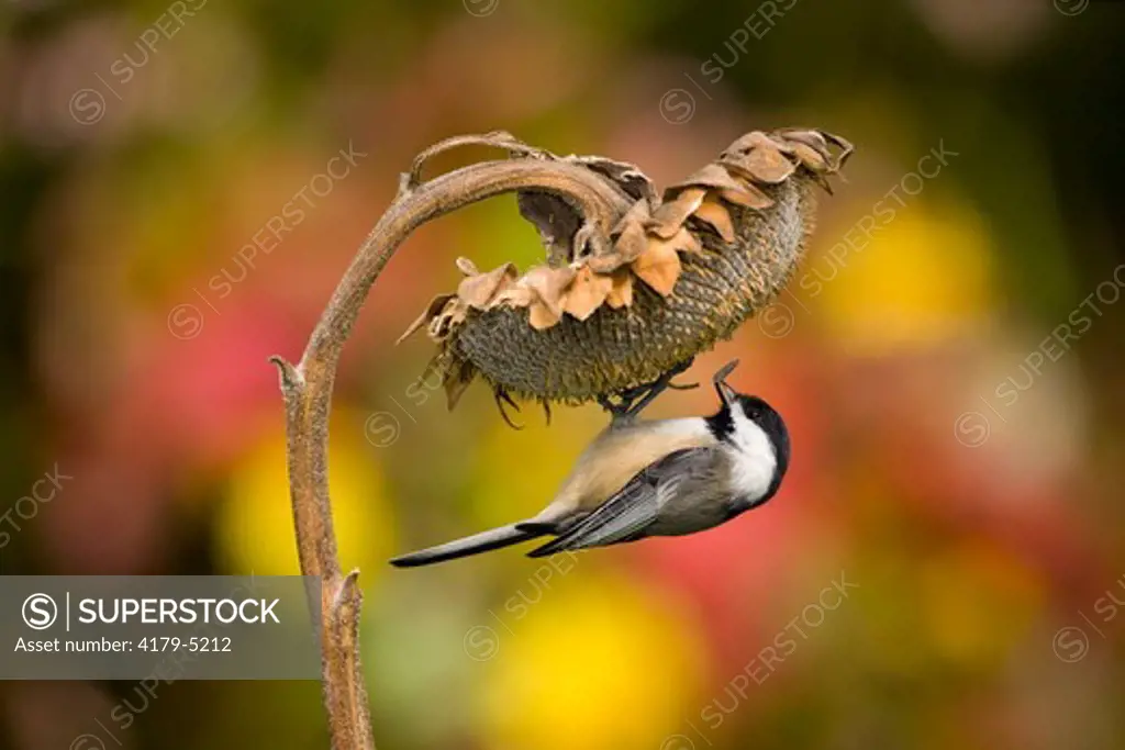 Black-capped Chickadee (Poecile atricapilla) clinging to take a seed from sunflower seedhead in autumn, New York, USA