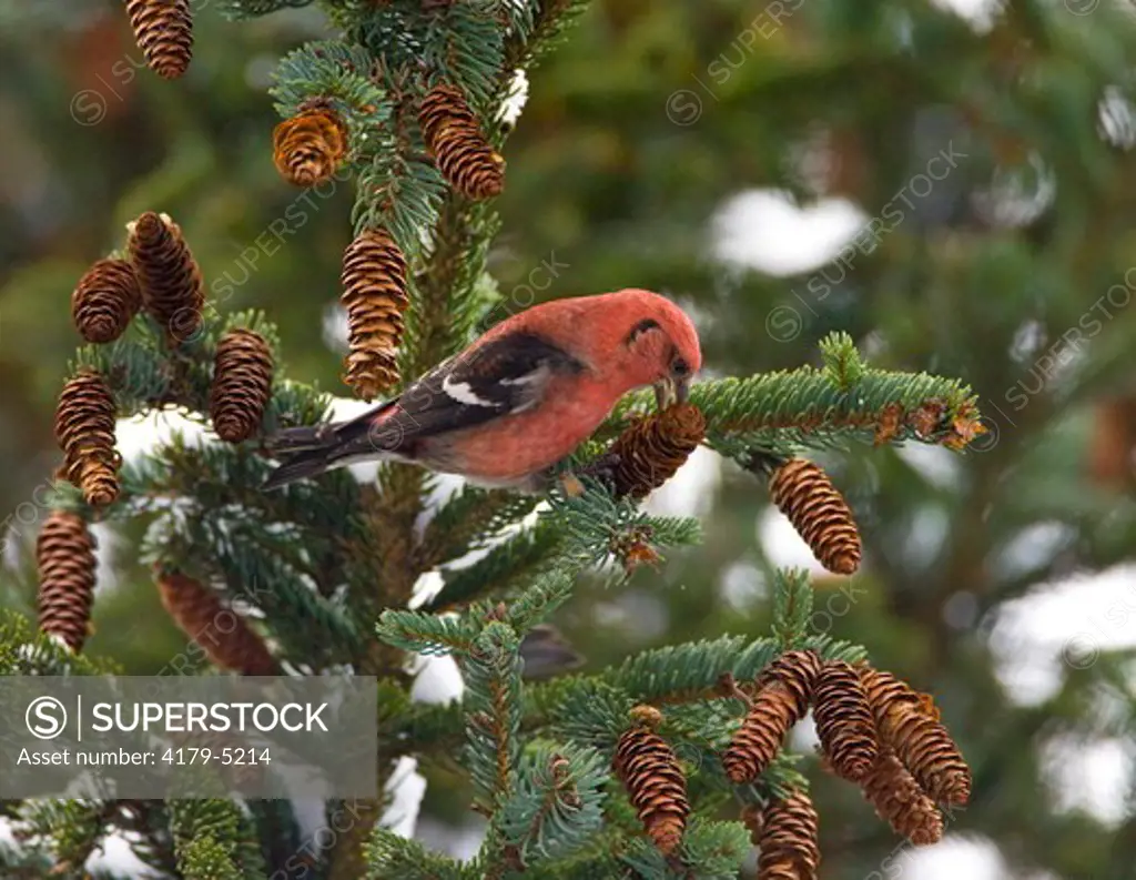 White-winged Crossbill (Loxia leucoptera), male feeding on spruce cone, New York, USA