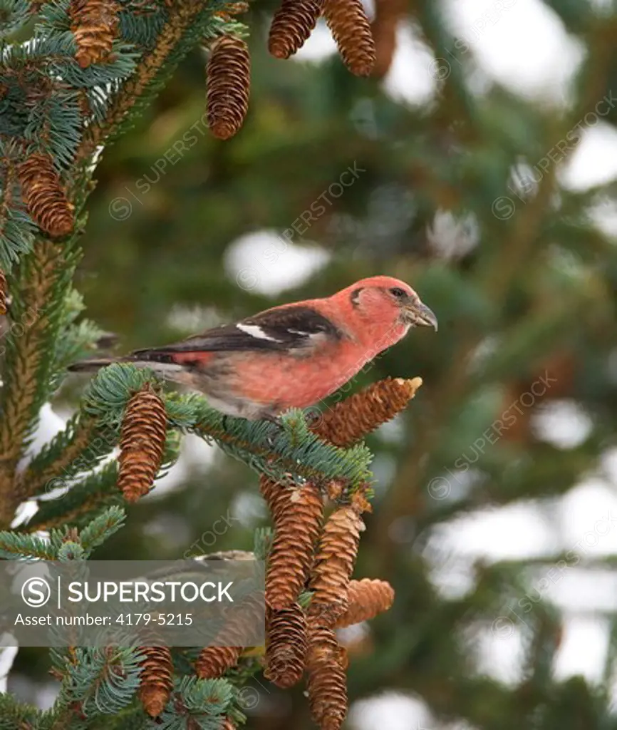 White-winged Crossbill (Loxia leucoptera), male feeding on spruce cone, New York, USA