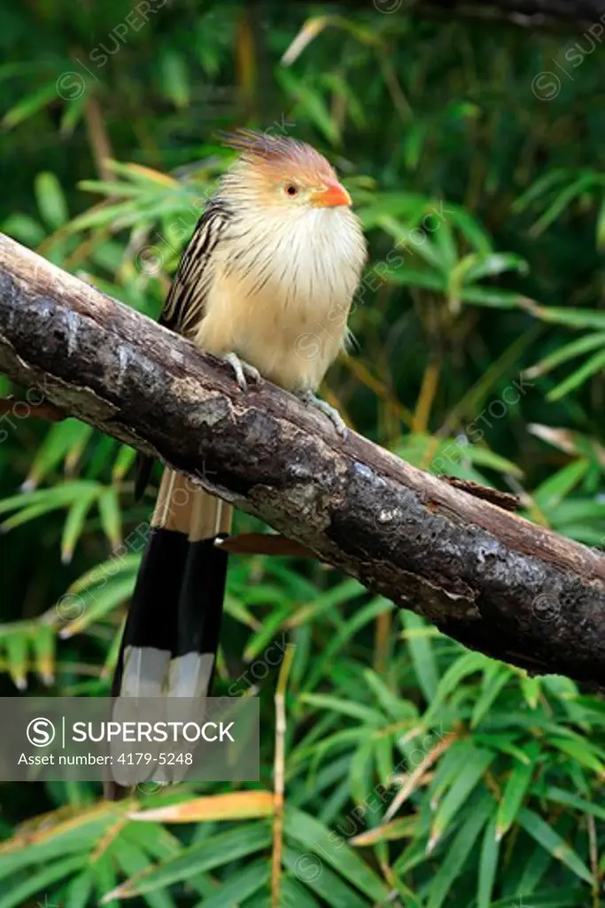 Guira Cuckoo (Guira guira) Adult on tree South America