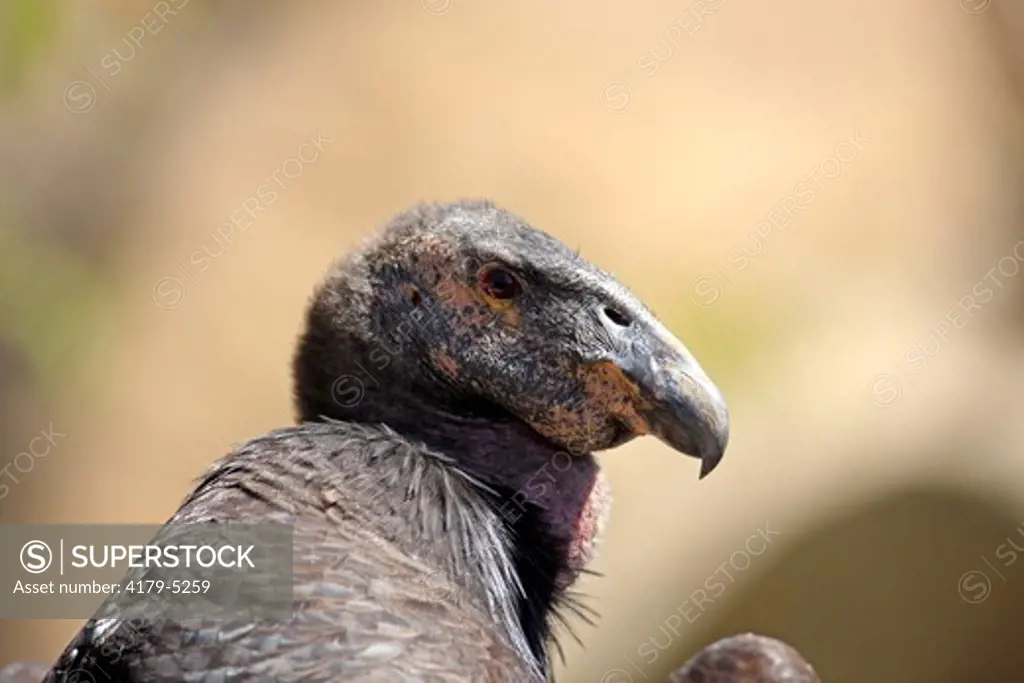 California Condor adult portrait (Gymnogyps californianus) California, USA