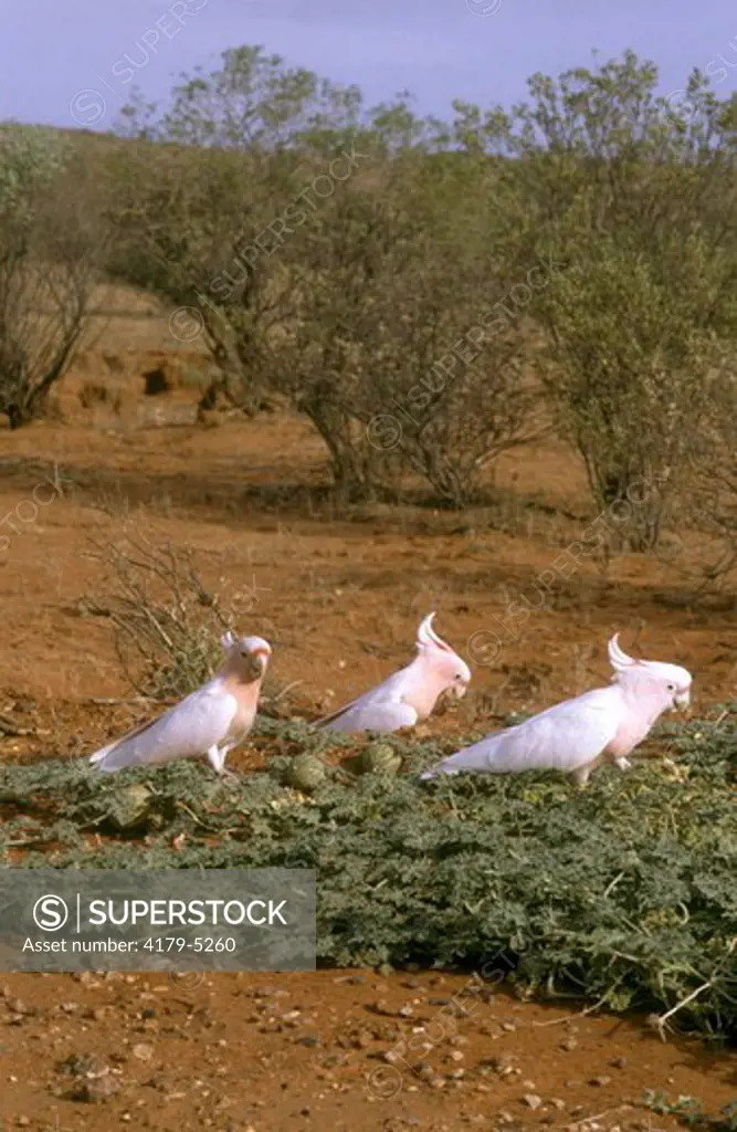 Pink Cockatoo Feeding on Desert Melon (Cacatua leadbeateri) Cent. Australia