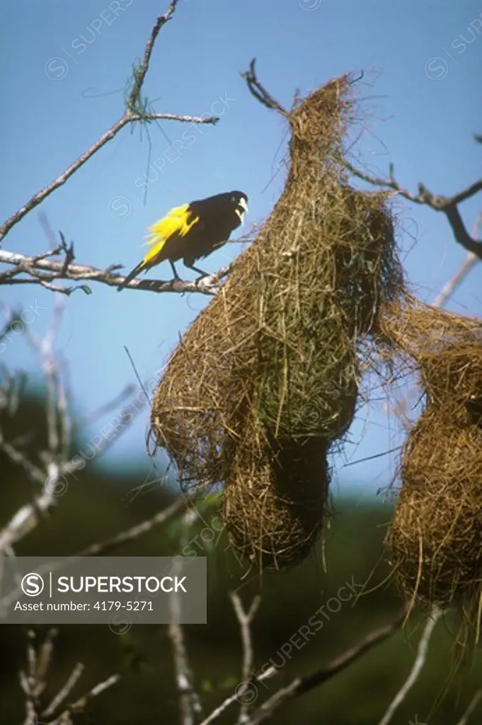 Yellow Rumped Cacique (Cacicus cela) male displays for female, SE Amazonia, Peru