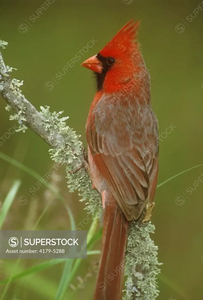 Cardinal (C. cardinalis), male, wild, S. TX, Texas