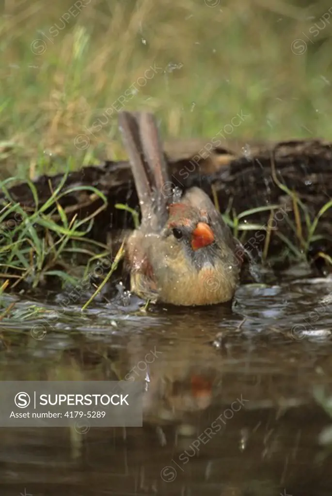 Cardinal (C. cardinalis), female bathing, wild, S. TX