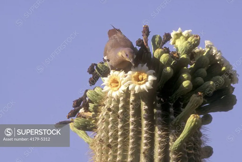 White-Winged Dove  (Zenaida asiatica) on Saguaro Cactus