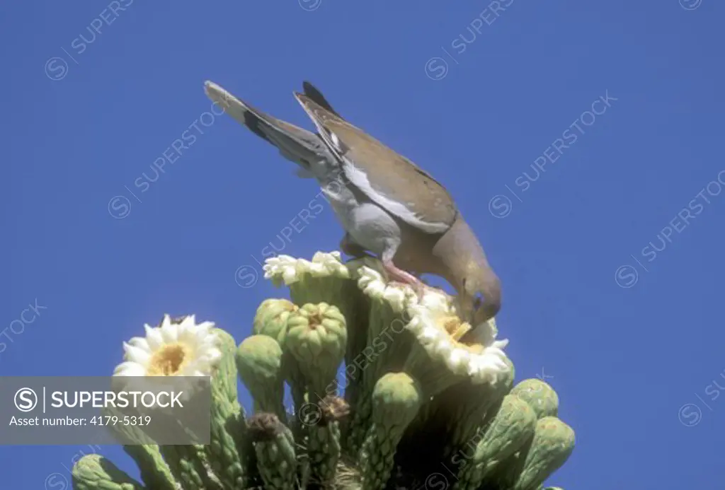 White-Winged Dove  (Zenaida asiatica) Saguaro NM/Tucson, Arizona