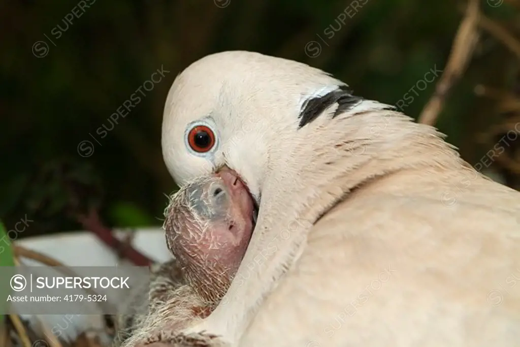 Eurasian Collared-dove (Streptopelia decaocto) Europe