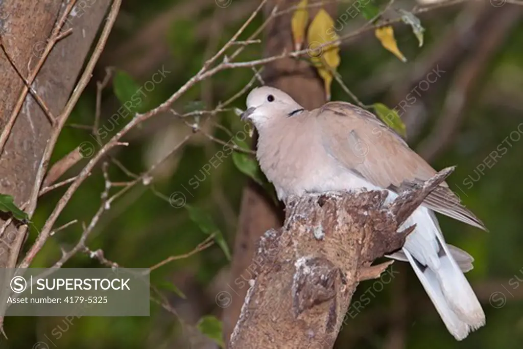 Eurasian Collared-dove (Streptopelia decaocto) Brownsville, Texas