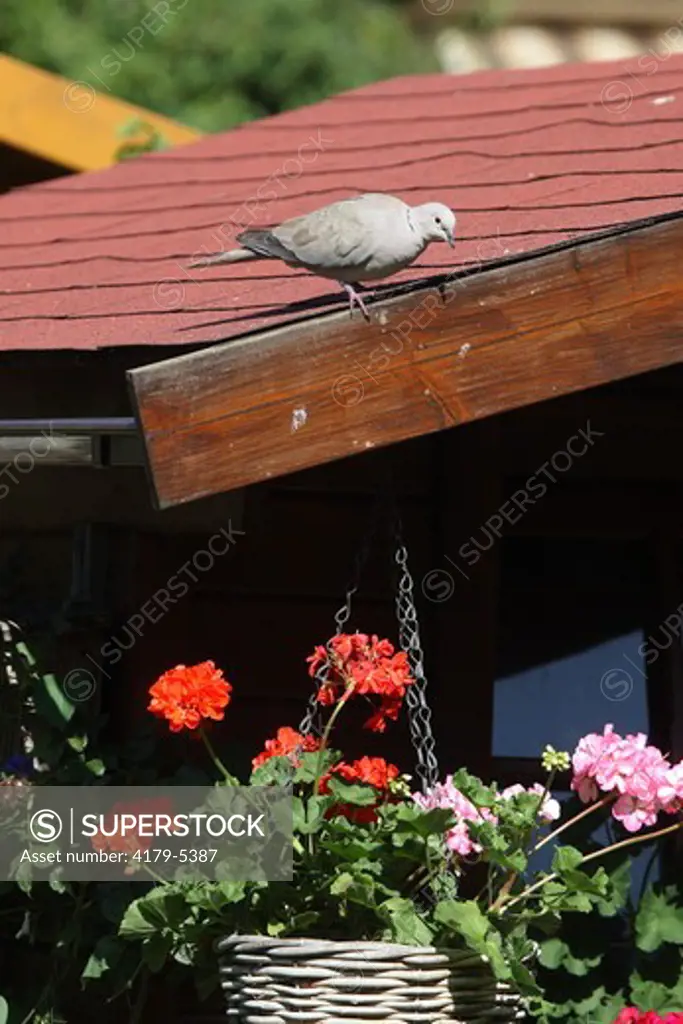 Summerhouse with Flowers and Eurasian Collared Dove (Streptopelia decaocto)