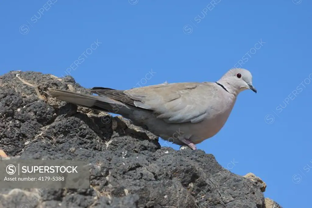 Eurasian Collared Turtle Dove (Streptopelia decaocto) Fuerteventura, Canary Islands