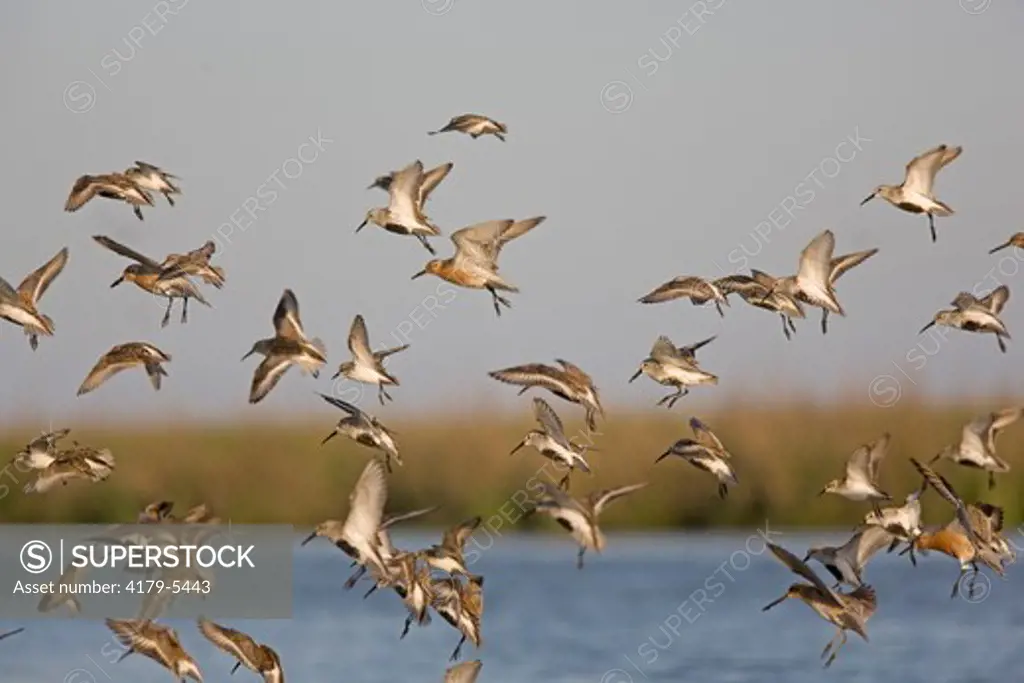Dunlin Flock (Calidris alpina)  NJ, Delaware Bay