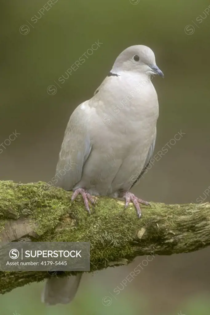 Collared Dove (Streptopelia decaocto), Germany