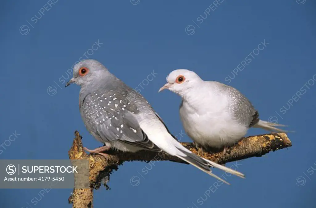 Diamond Doves (Geopelia cuneata), domestic form