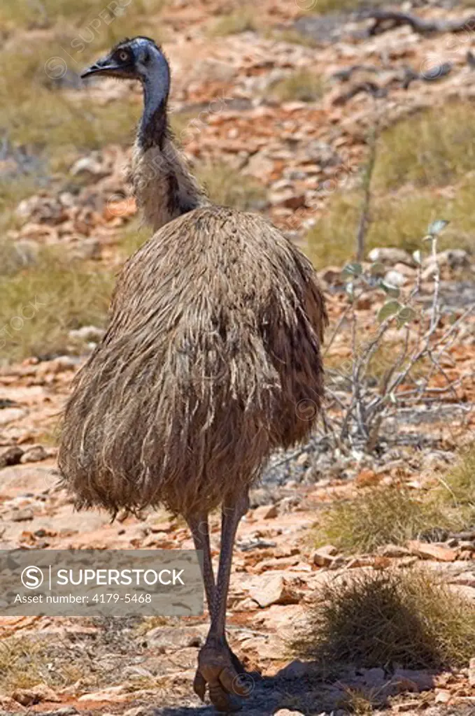 Emu (Dromaius novaehollandiae) standing near water source in arid region, Cape Range National Park, Western Australia, October