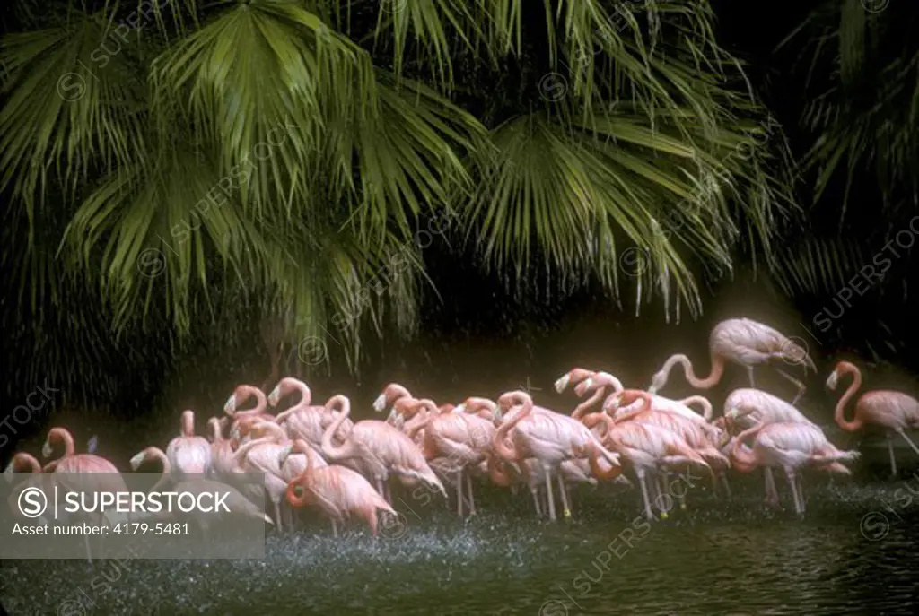 American Flamingo (Phoenicopterus ruber ruber) San Diego Zoo