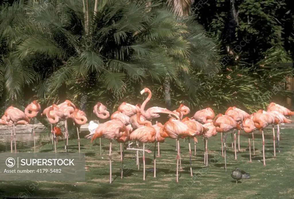 American Flamingo San Diego Zoo