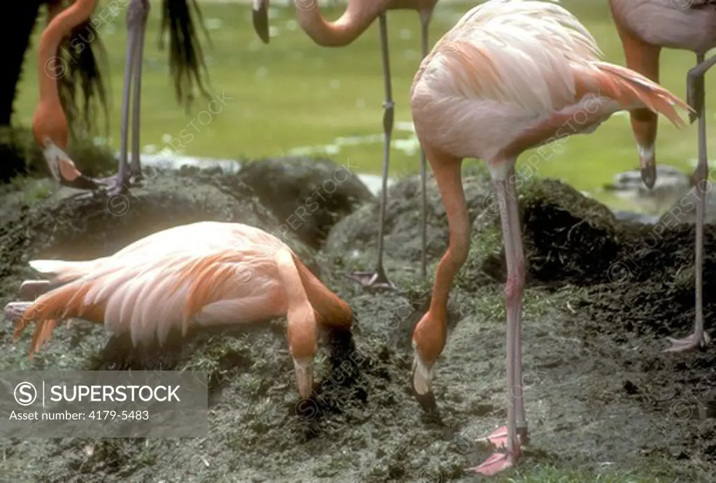 American Flamingo Building Mud Nest (Phoenicopterus ruber) S.D. Zoo