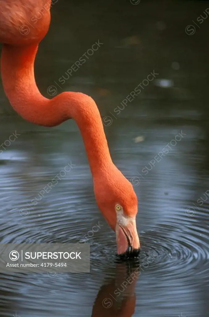 Greater Flamingo (Phoenicopterus ruber) FL