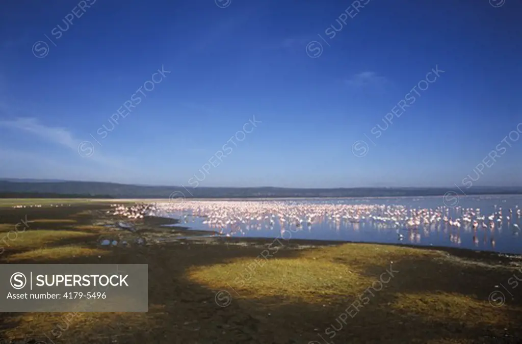Lesser Flamingoes in the Lake (Phoenicopterus minor), Lake Nakuru, Kenya