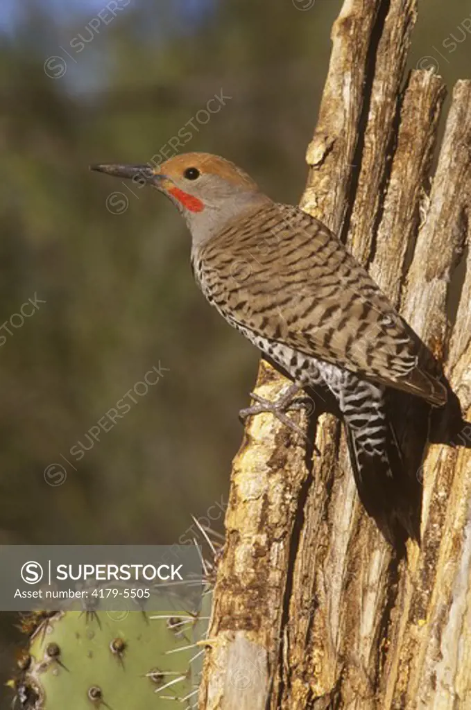 N.Flicker (Colaptes auratus) aka Common or Yellow-shafted