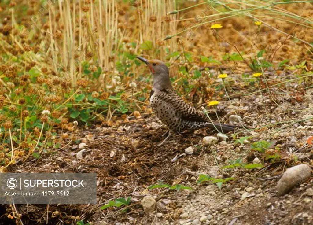 Common (Red-Shafted) Flicker (Colaptes auratus cafer) Washington