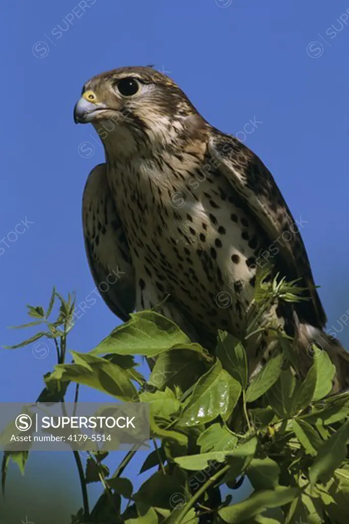 Prairie Falcon (Falco mexicanus), IC, MN