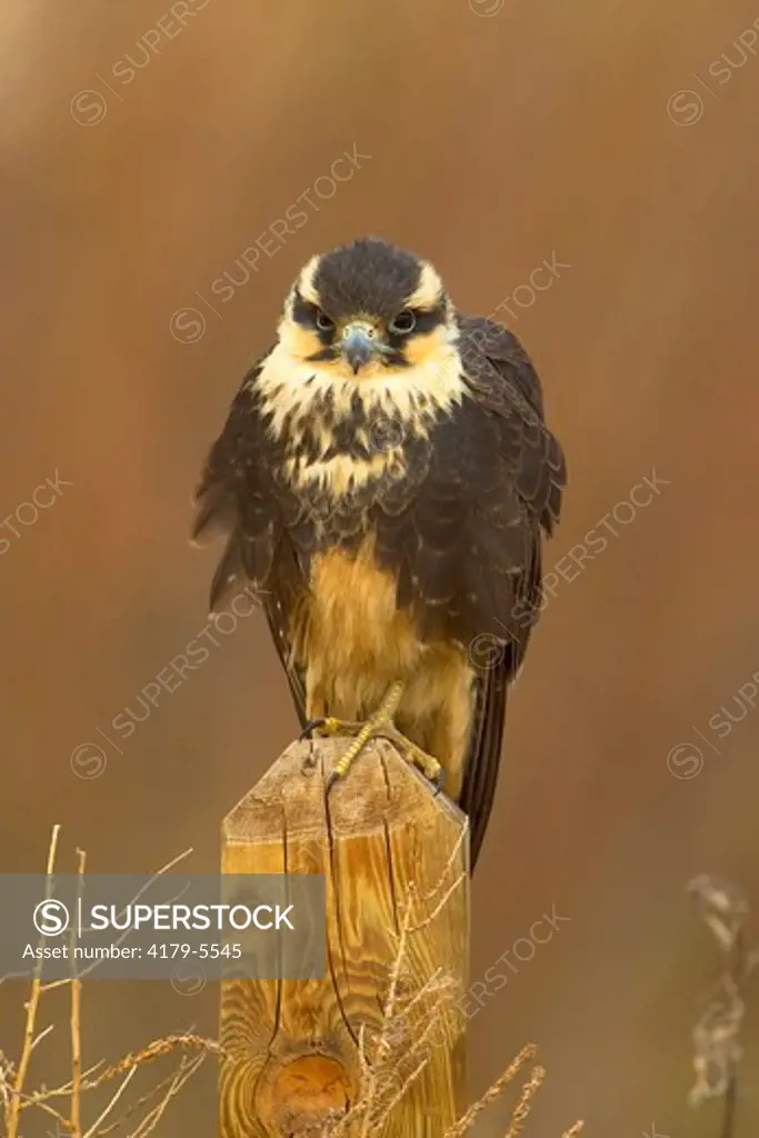 Juvenile Aplomado Falcon (Falco femoralis), Bosque del Apache Wildlife Refuge, New Mexico, USA