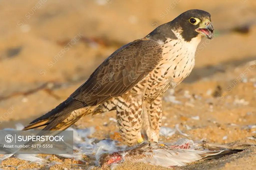 Peregrine Falcon (Falco peregrinus), Yearling female eating Mew Gull, Orange County, California, USA