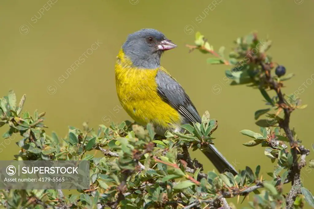 Gray-hooded Sierra-Finch (Phrygilus gayi), Torres del Paine National Park, southern Chile