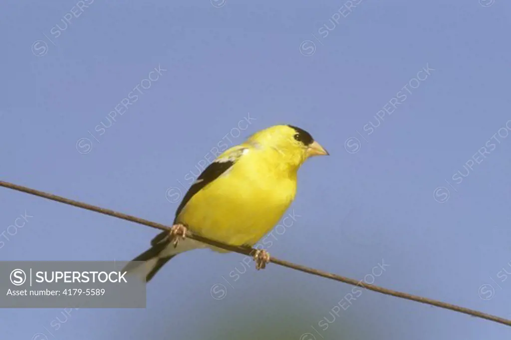 American Goldfinch Male (Carduelis tristis) Northern Lower Michigan