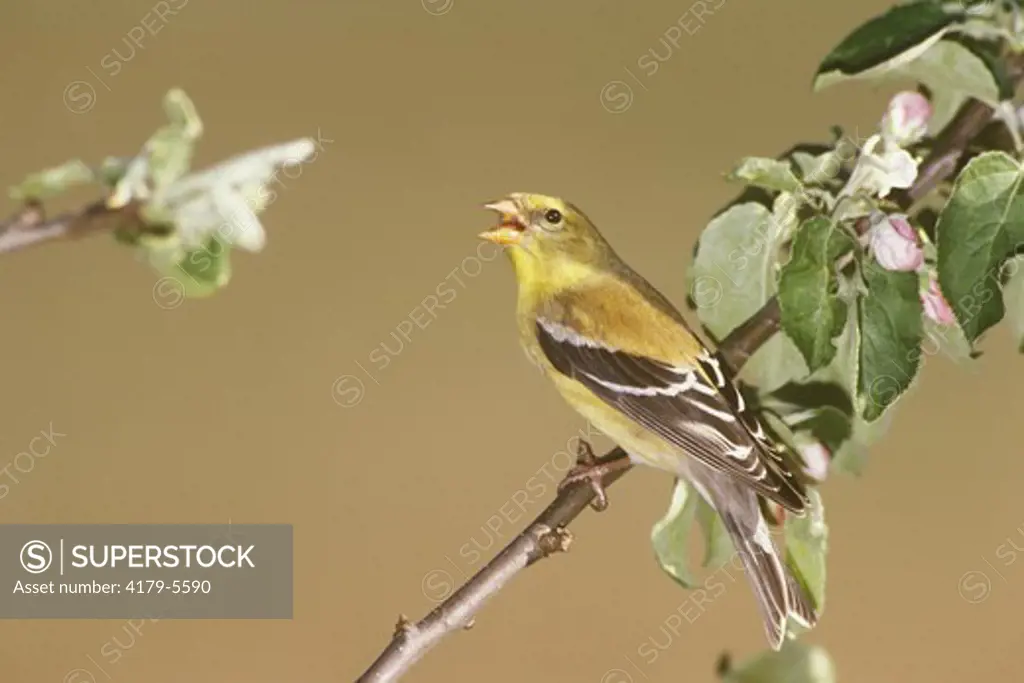 American Goldfinch (Carduelis tristis) Northern Lower Michigan